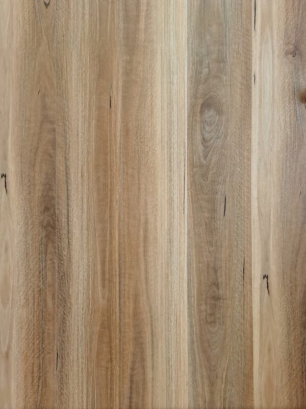 Spotted Gum D3002