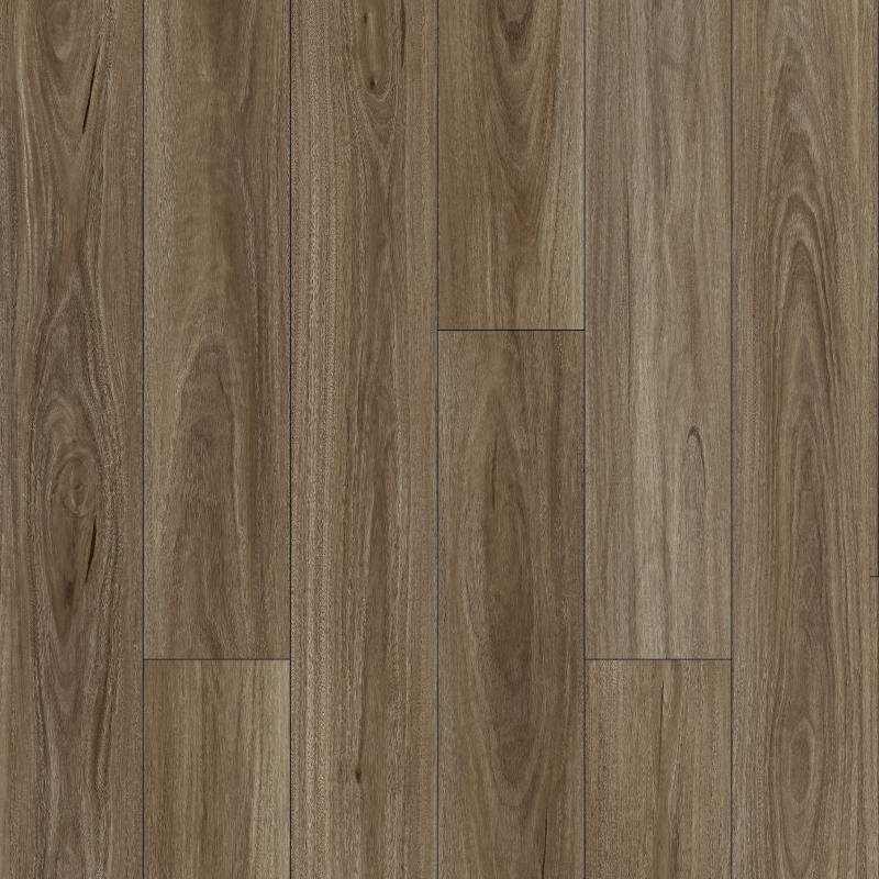 Spotted Gum WF08