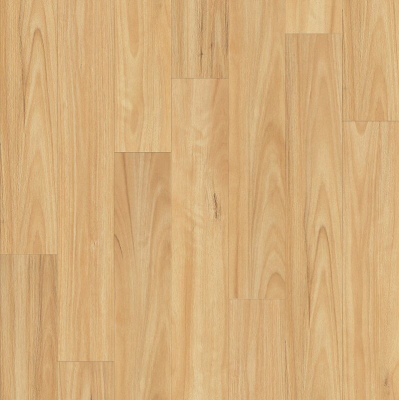 Blackbutt WF807