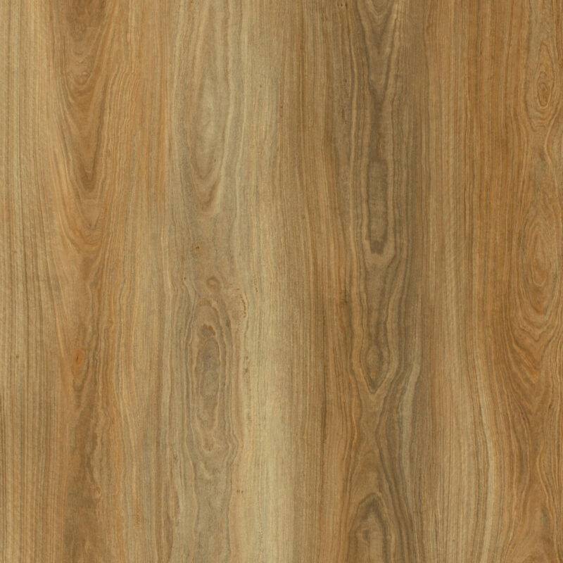 Golden Field Spotted Gum