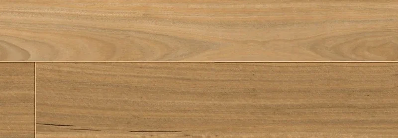 Blackbutt