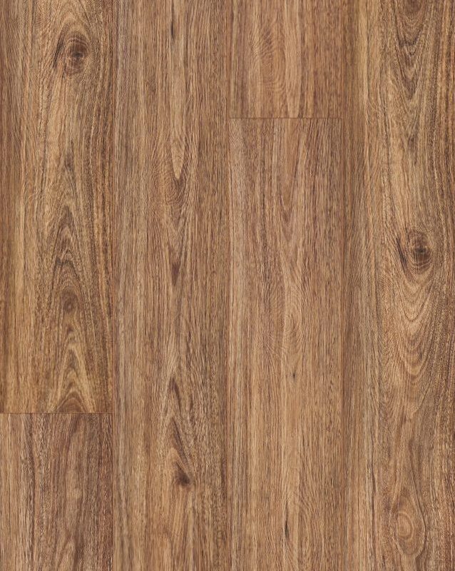 Golden Field Spotted Gum