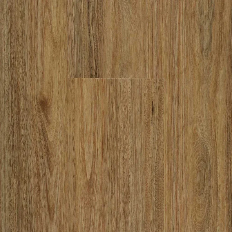 Spotted Gum — Stonegrove Altus hybrid