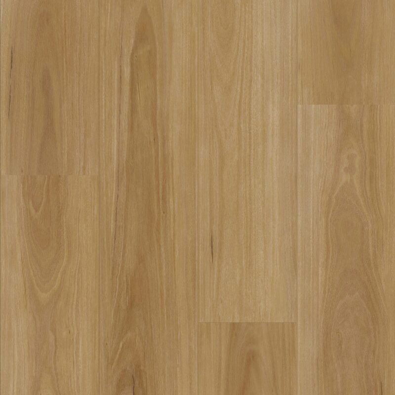 Classic Blackbutt