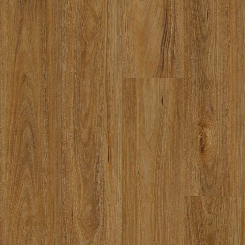 QLD Spotted Gum