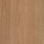 Banksia Blackbutt