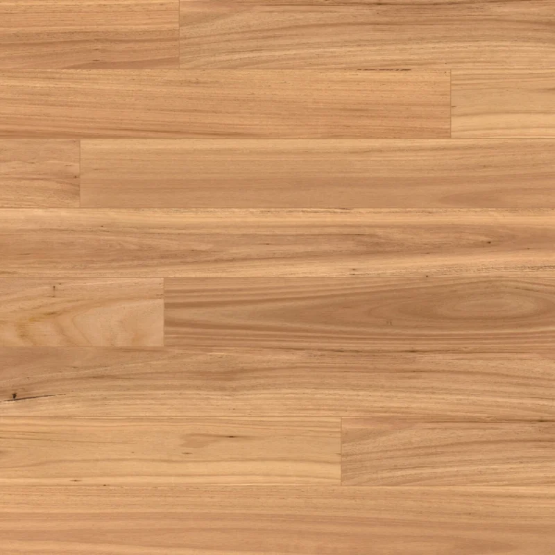 Blackbutt — Australian Native Optimise