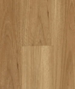 Blackbutt