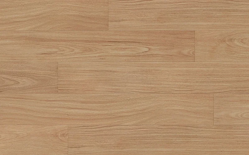 Camellia Blackbutt — Classic Profuse