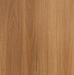 New England Blackbutt