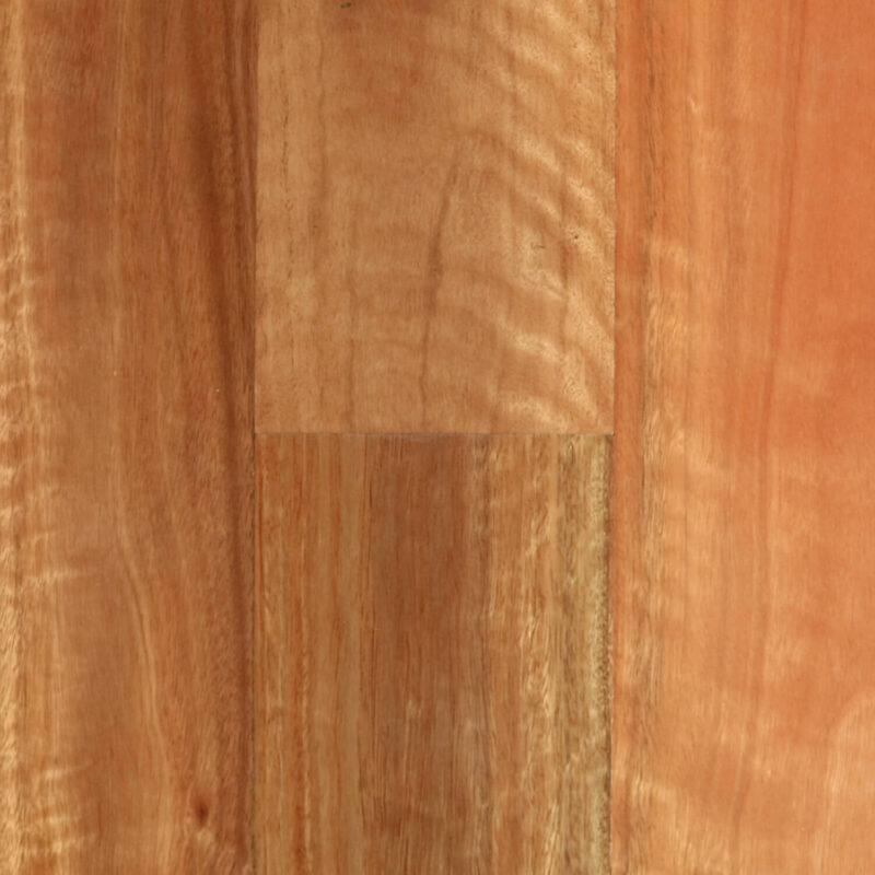 Golden Field Spotted Gum