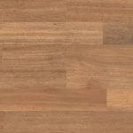 Spotted Gum
