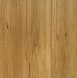 Spotted Gum