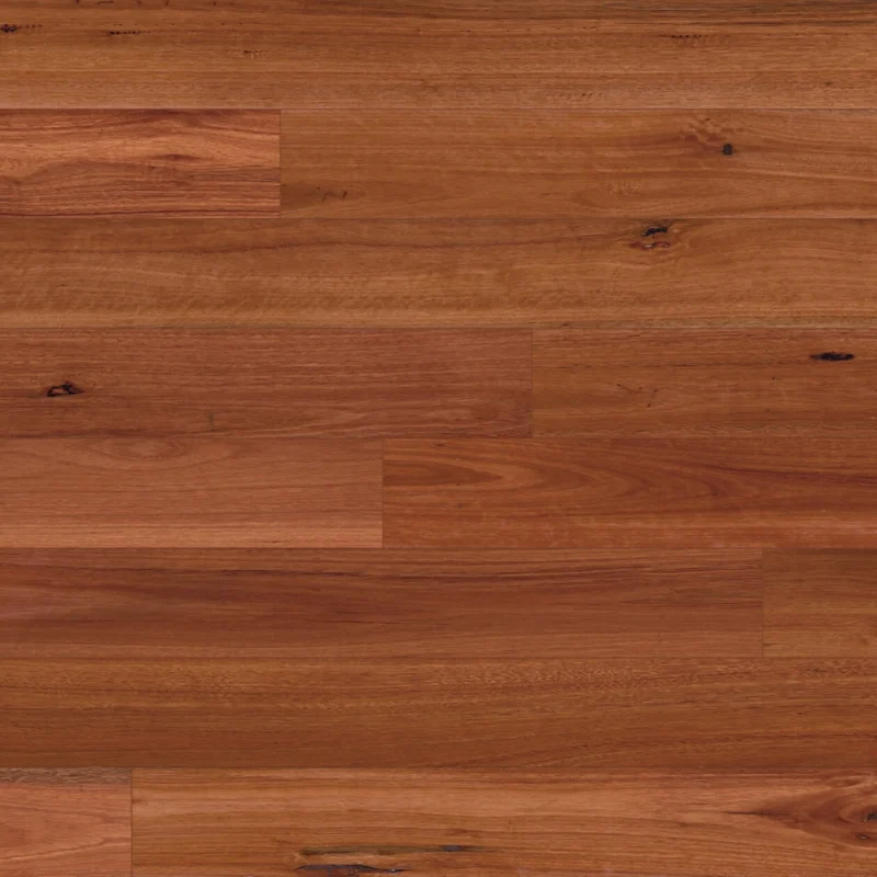 Sydney Blue Gum — Australian Native Optimise