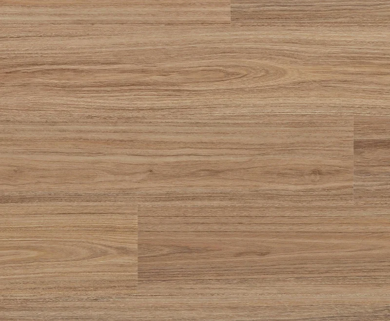Andromeda Spotted Gum — Voyager